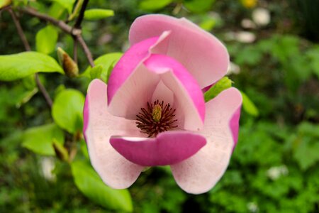 Plant garden magnolia photo