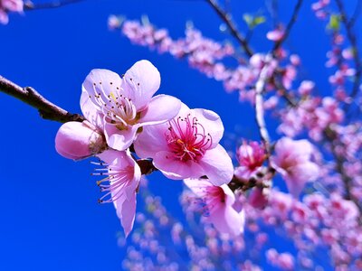 Peache flowers flowers nature