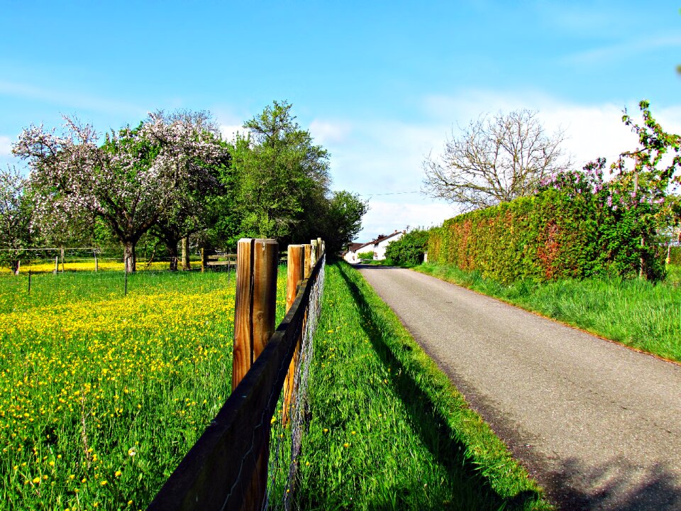 Grass landscape tree