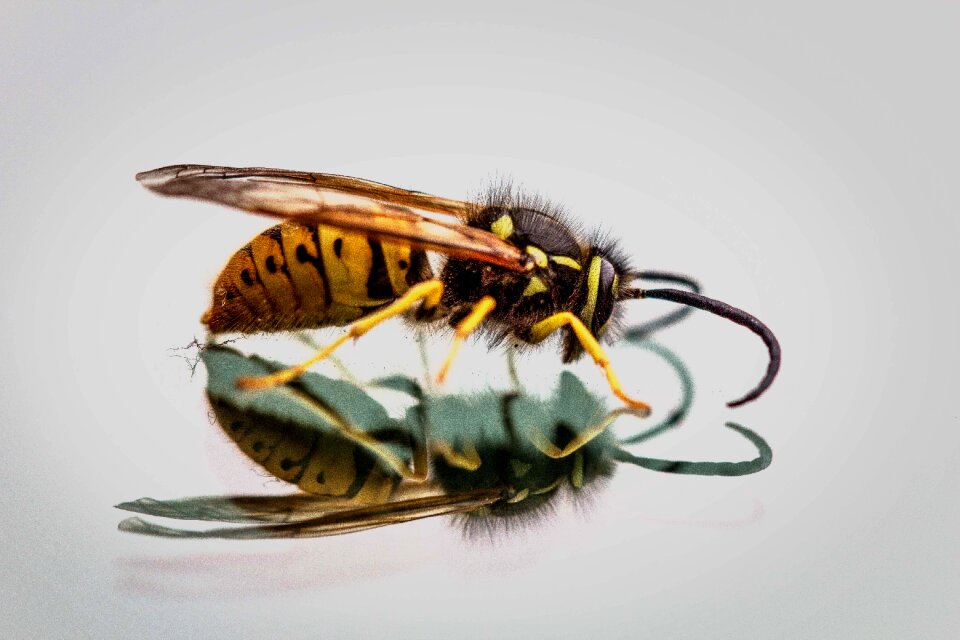 Insect close up nature