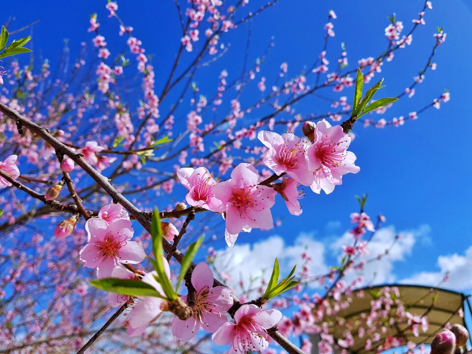 Peache flowers nature flowers