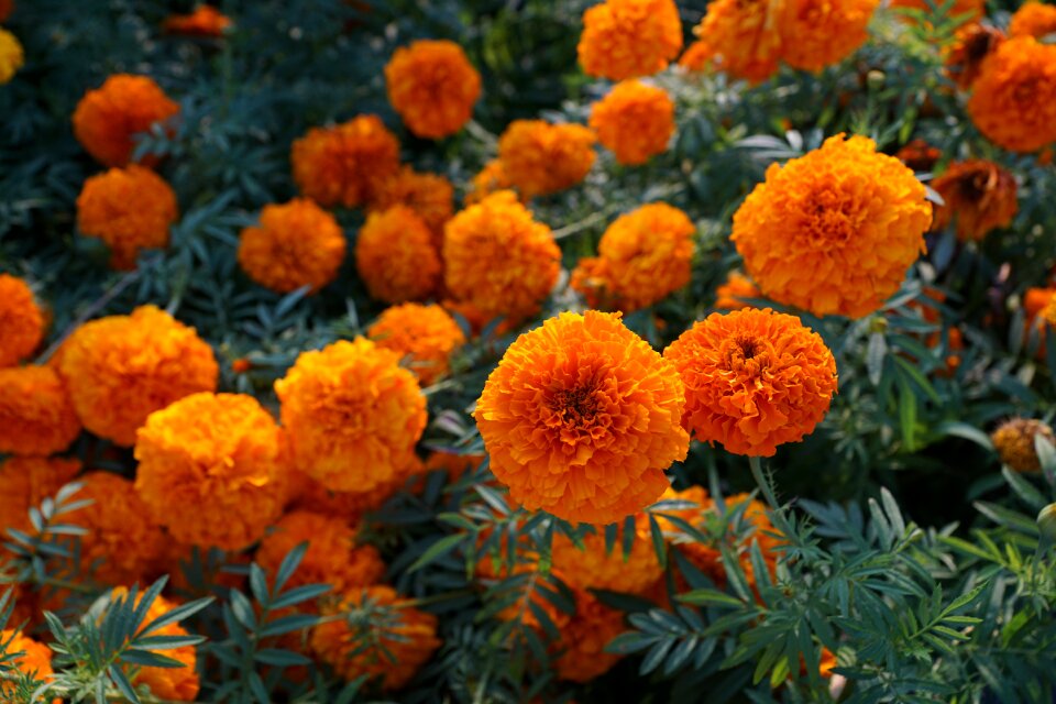 Marigold blossom bloom