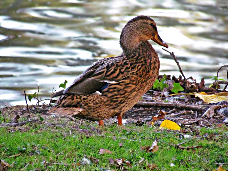 Ducks wild birds wild