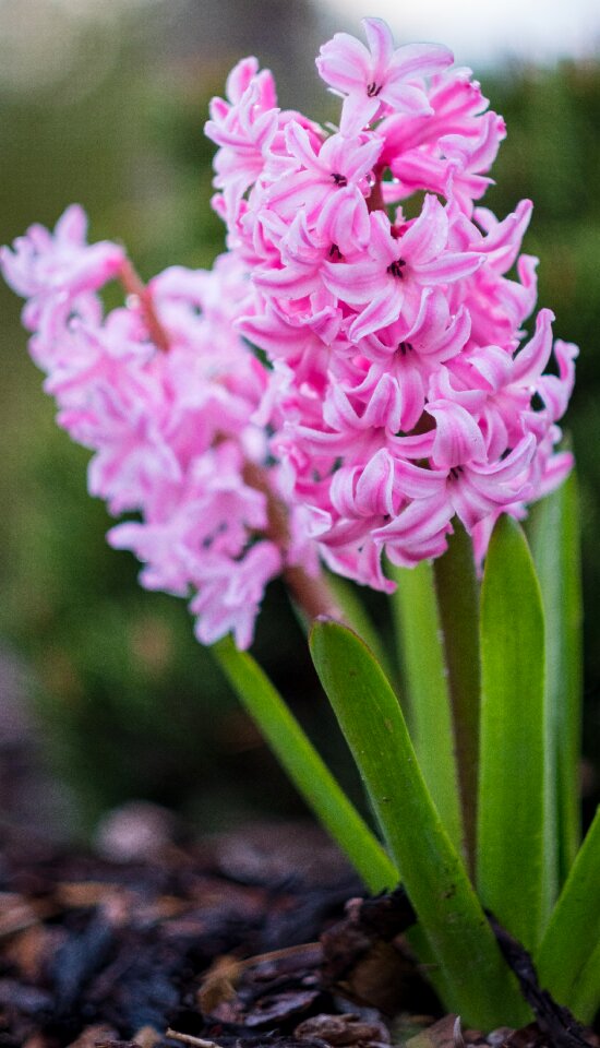 Petal leaf spring awakening