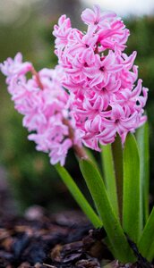 Petal leaf spring awakening