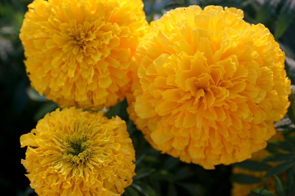 Marigold blossom bloom