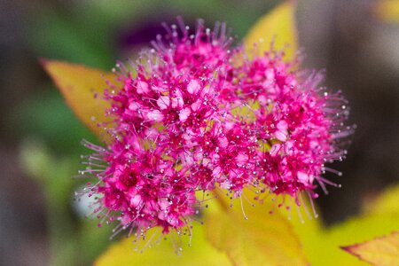 Floral spring garden