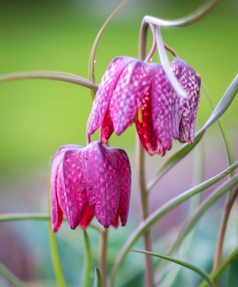 Season garden rain