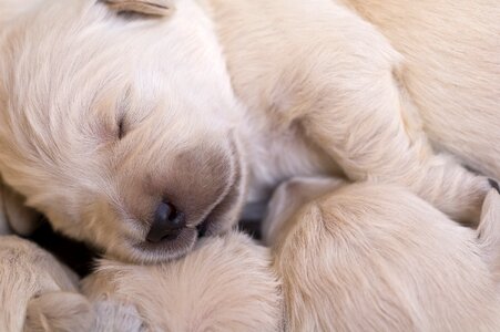 Cute puppy dog puppy dog