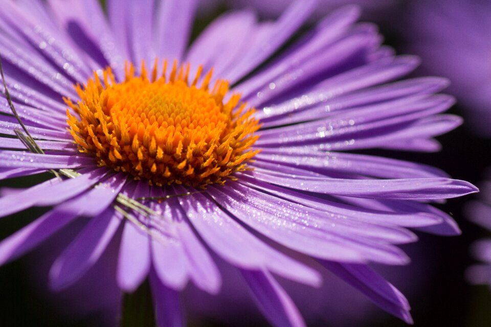 Floral spring garden