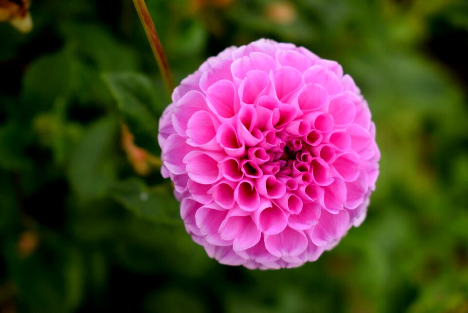 Summer flora dahlia