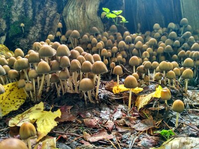 Mushrooms forest autumn
