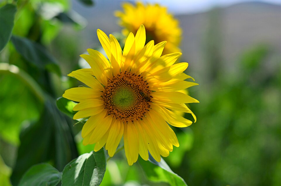 Flowers plant macro
