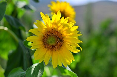 Flowers plant macro photo