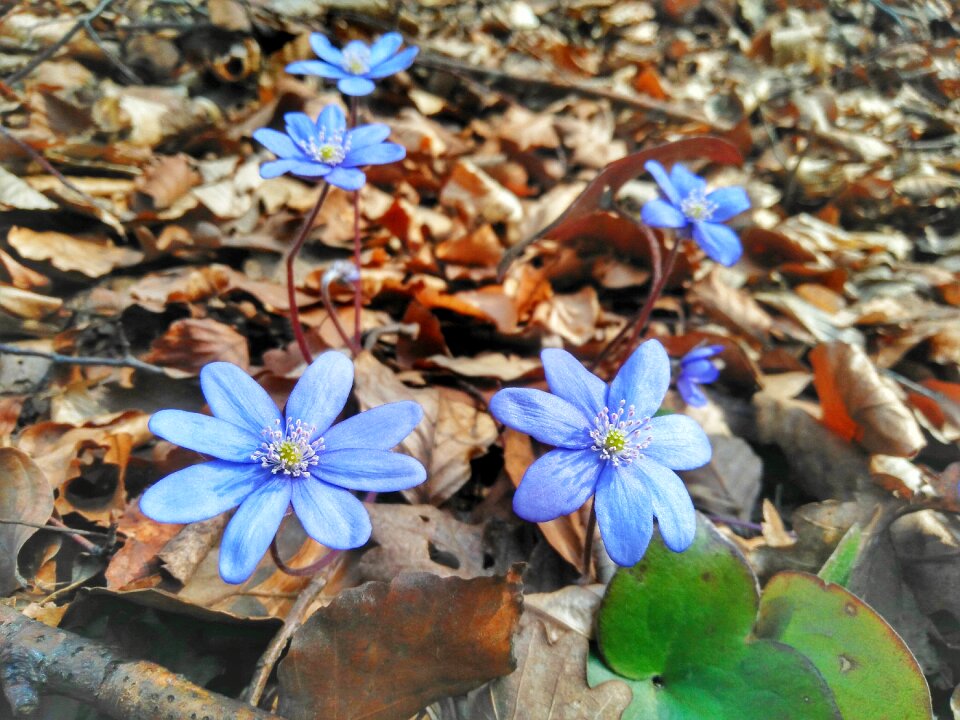 Spring mecsek hungary