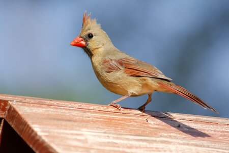 Outdoors wild female cardinal