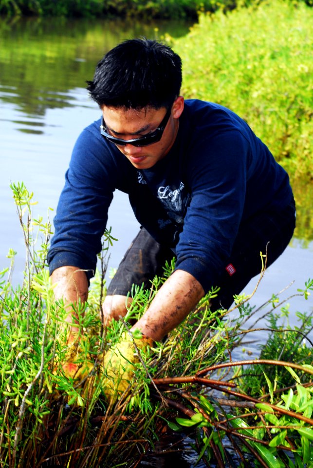 US Navy 100123-N-0995C-046 Culinary Specialist 2nd Class Timothy Niitani pulls out mangroves at the Pouhala Marsh during a volunteer restoration project