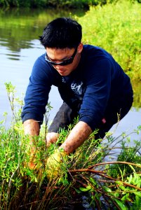 US Navy 100123-N-0995C-046 Culinary Specialist 2nd Class Timothy Niitani pulls out mangroves at the Pouhala Marsh during a volunteer restoration project