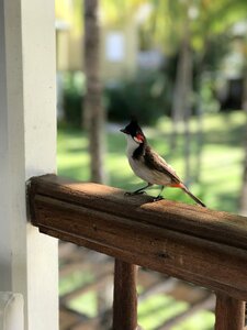 Nature animal fly