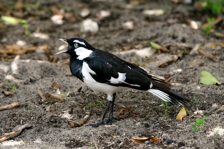 Wildlife bird black