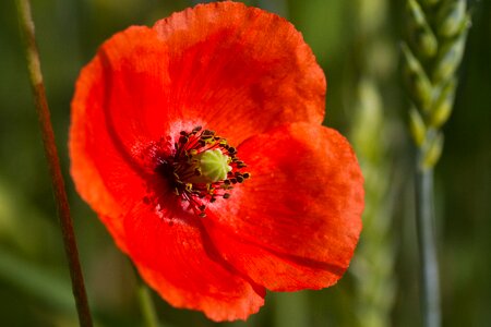 Bloom red poppy color photo