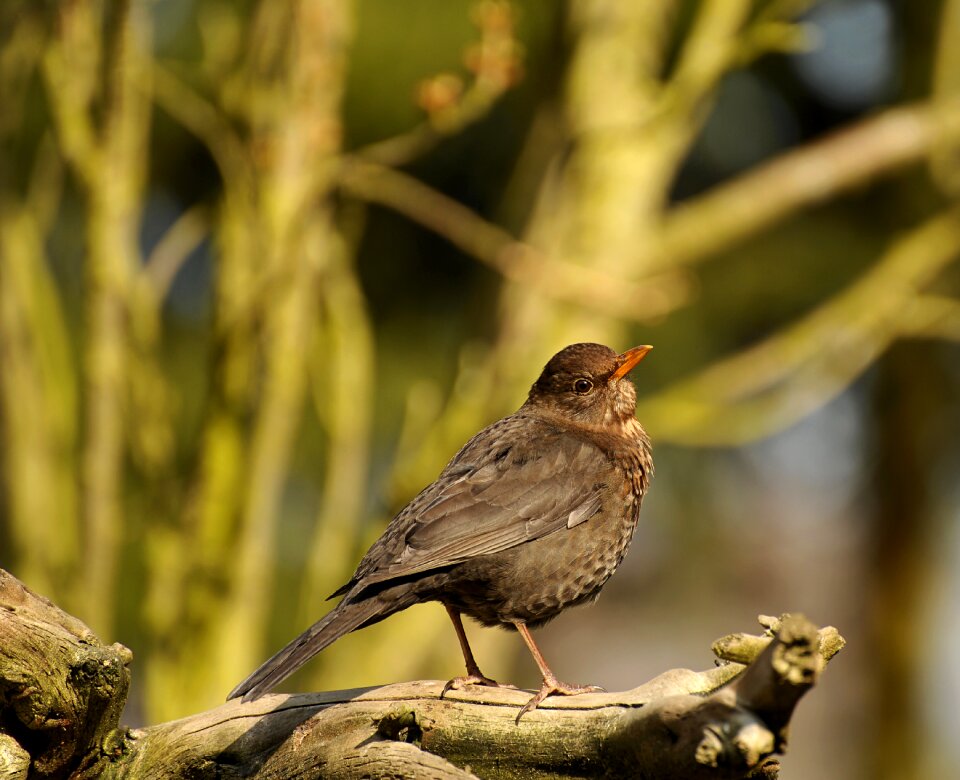 Songbird blackbird garden