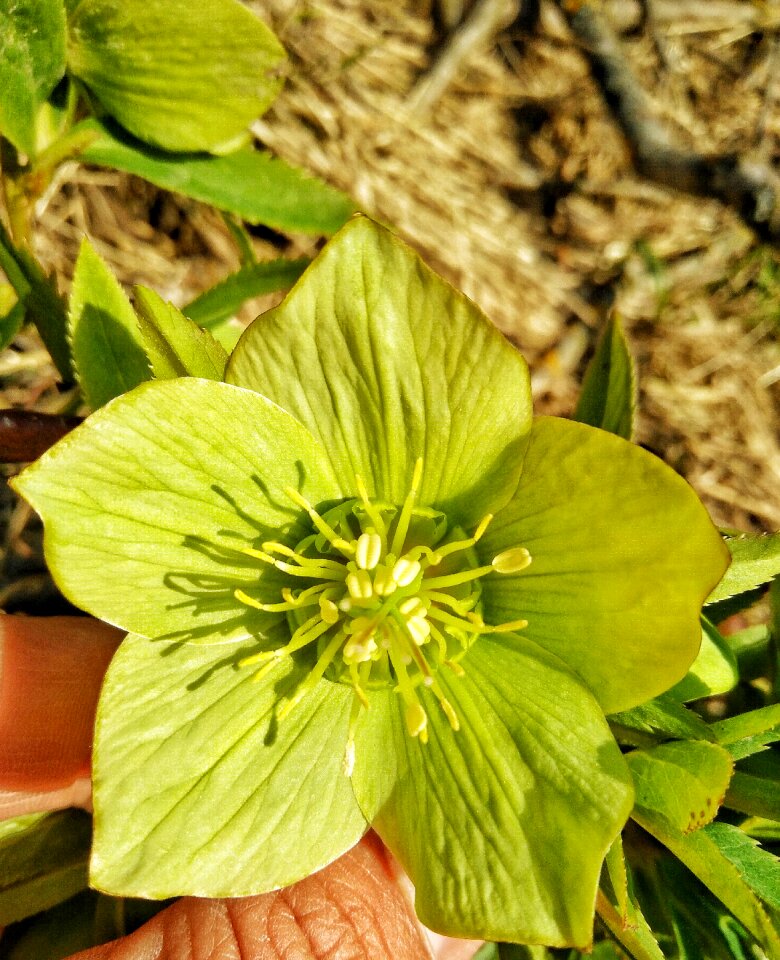 Flowers mecsek hungary