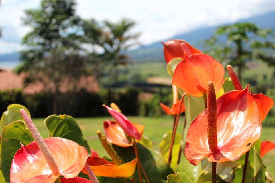 Flower plant leaf