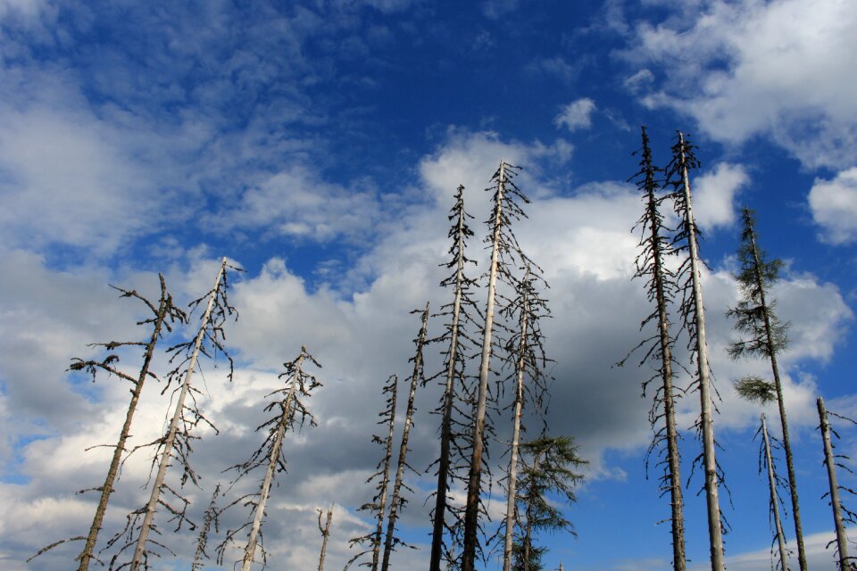 Tree landscape nature