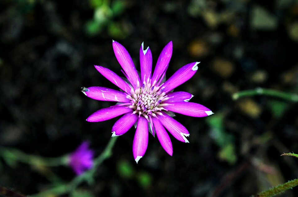 Flowers plant macro