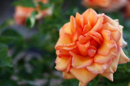 Plant garden rose photo