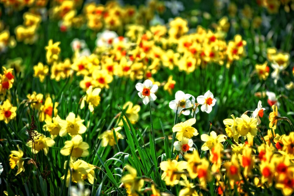 Bulbous perennial blossom