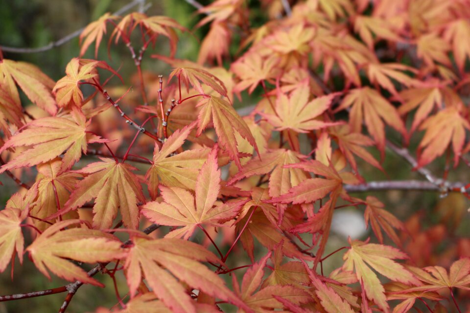 Autumn orange halloween