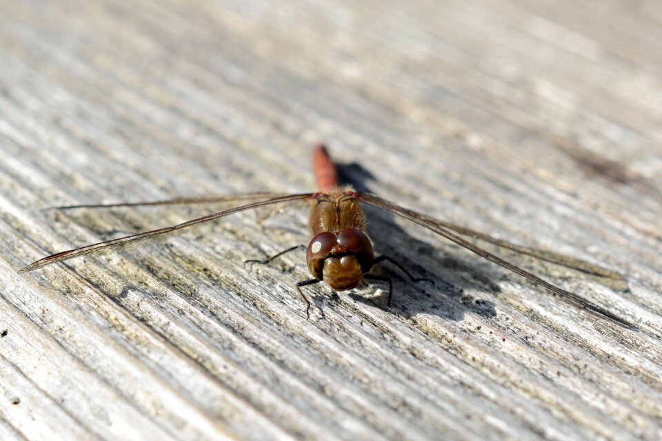 Nature flight insect animal photo