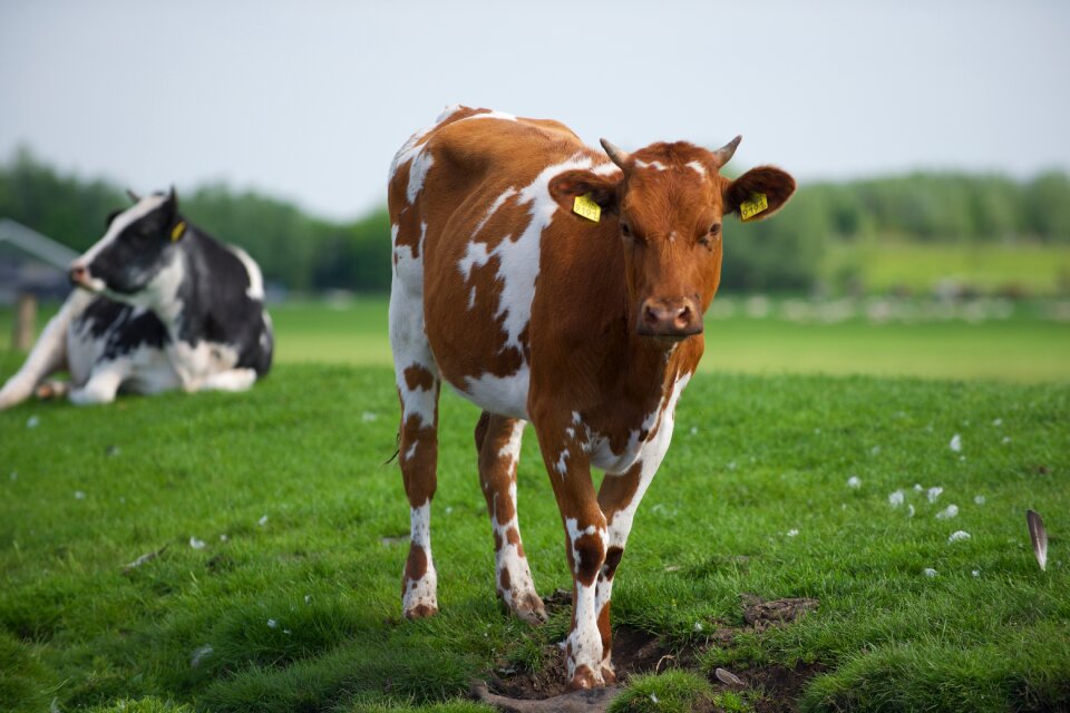 Agriculture pasture spring