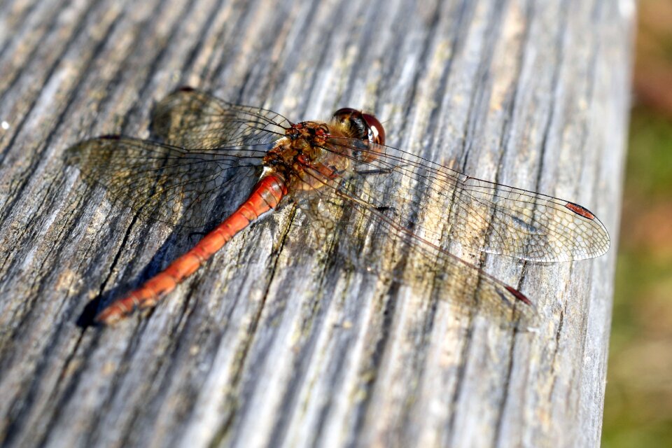 Nature flight insect animal