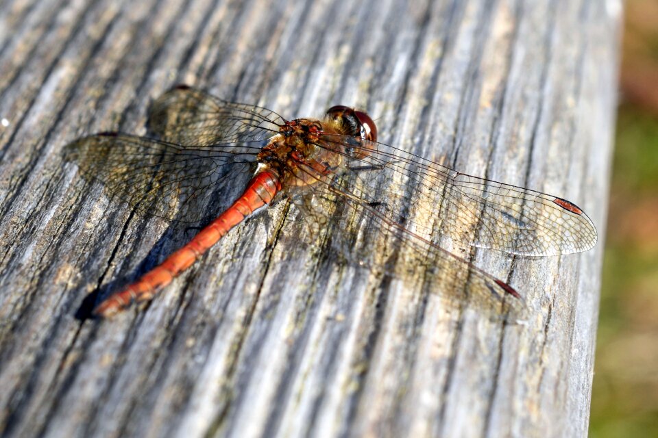 Nature flight insect animal photo