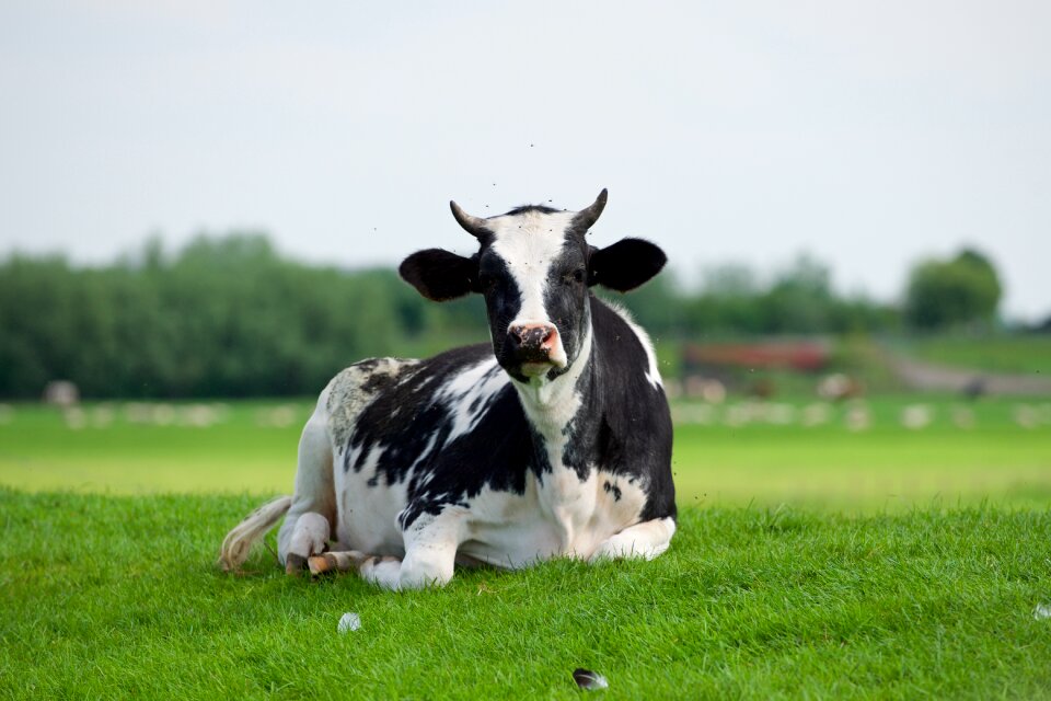 Farm mammal spring
