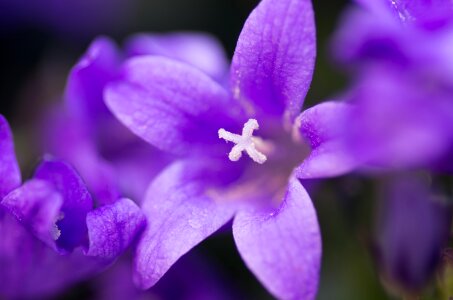 Petal flowers violet photo