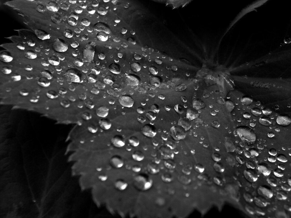 Water droplets leaf macro