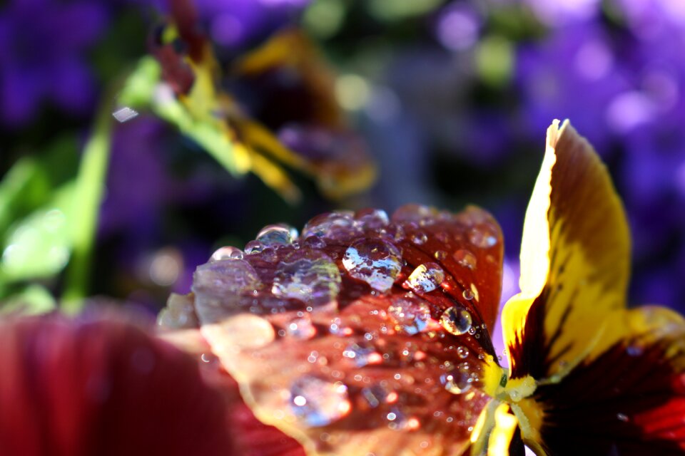 Plant color water