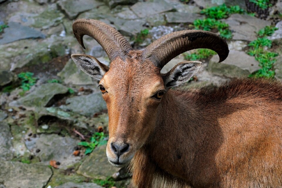 Nature buck animals