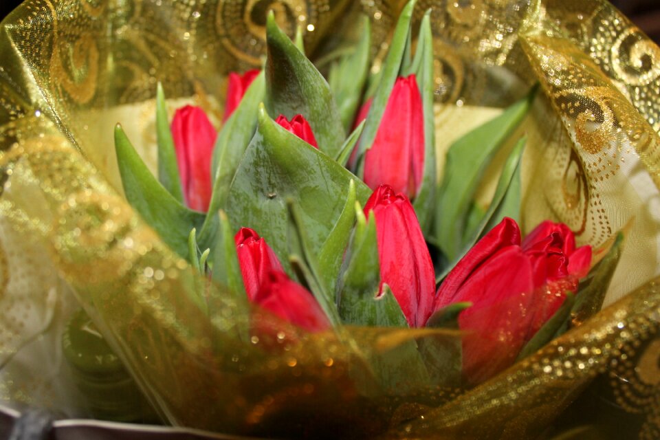 Tulip vibe good luck