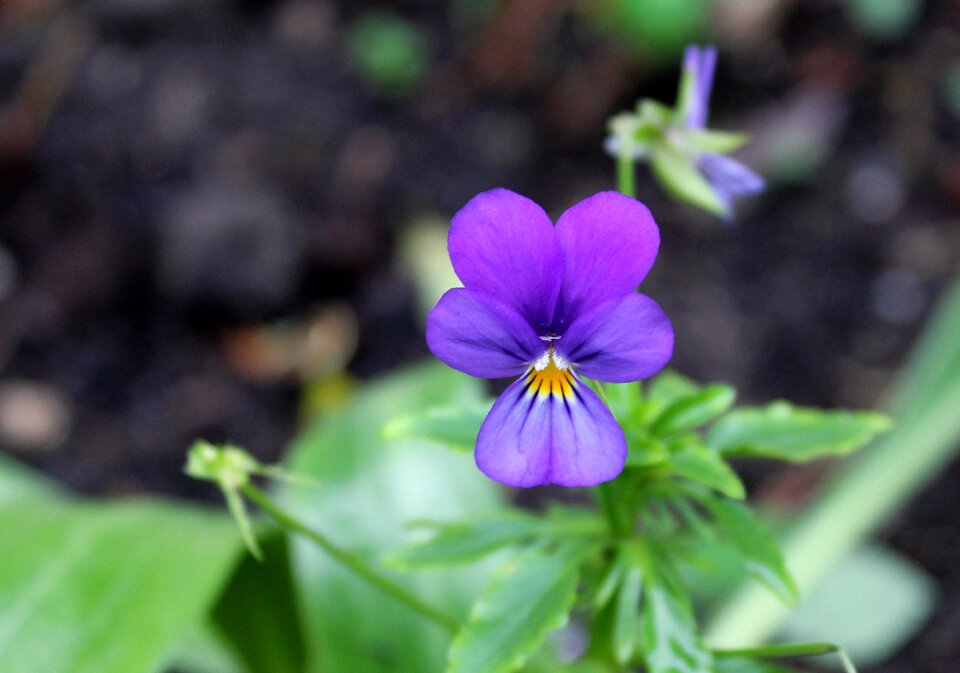 Plant nature violet