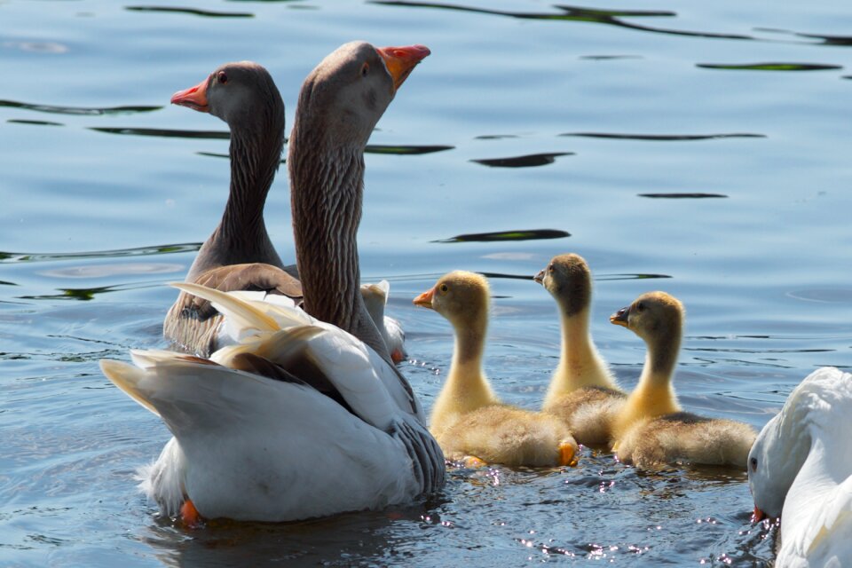 Duck animal spring
