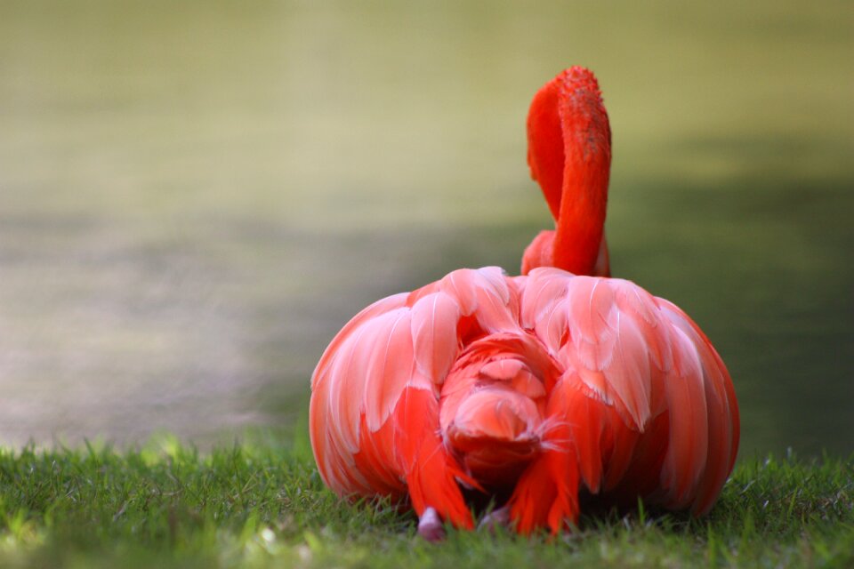Nature flamingo caribbean