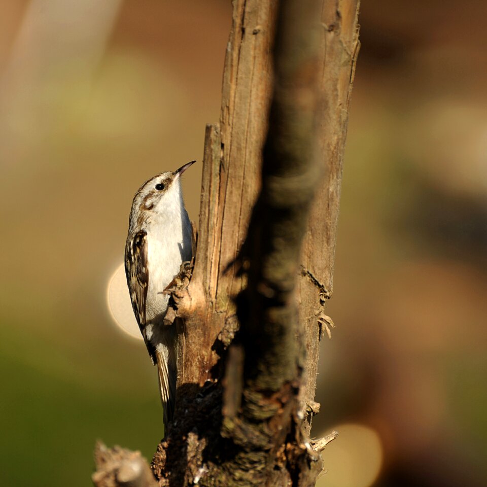 Nature tree runner garden