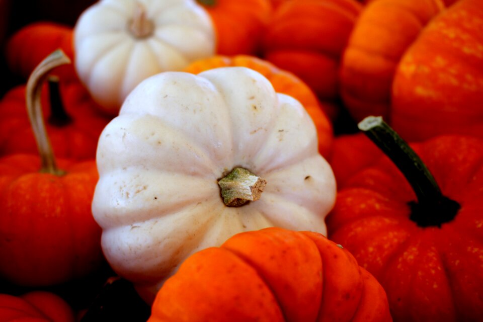 Orange october white