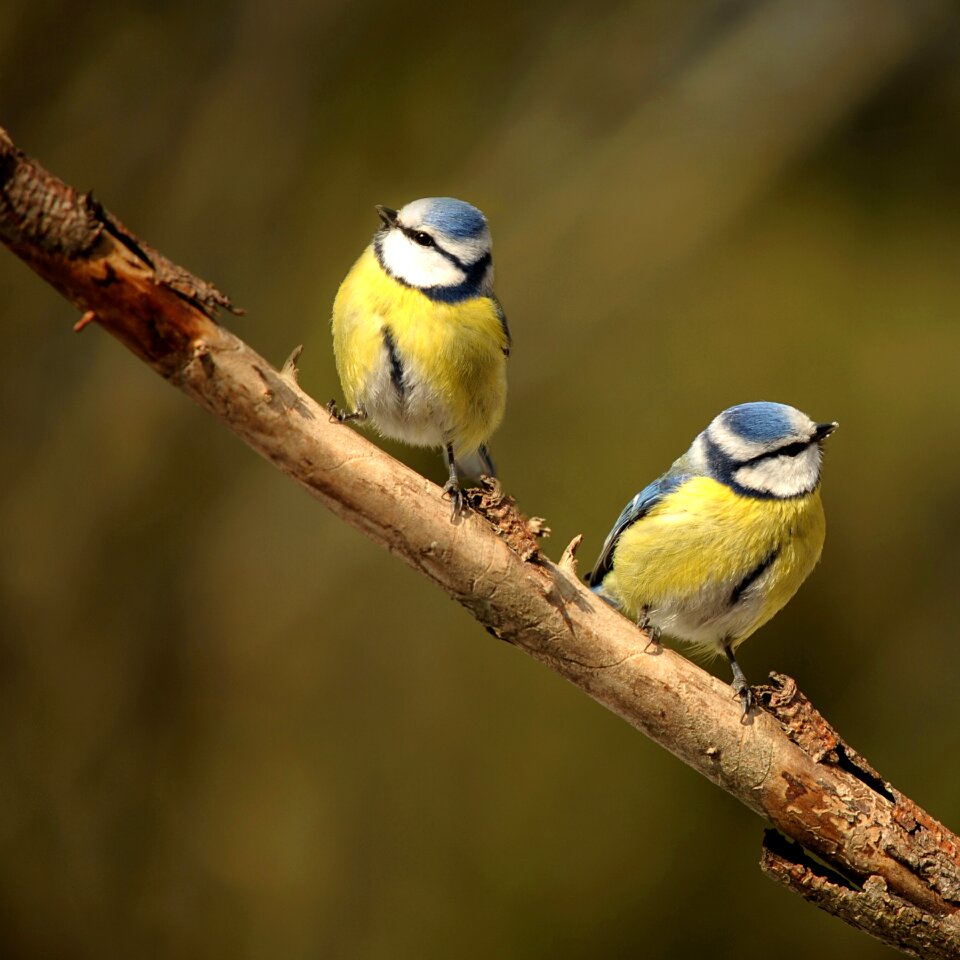 Songbird blue tit garden