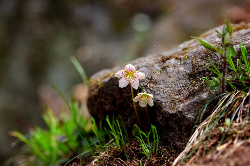 Leaf oxalis corniculata wildflower